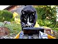 Der Leckerli Zug Katze Und Gartenbahn