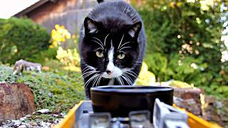 The Treat Train - Cat and Garden Railway 😺