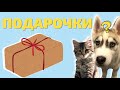 ХАСКИ НЕНАВИДИТ ЛЕЖАНКИ | Хаски Гром и Кошка Овсянка