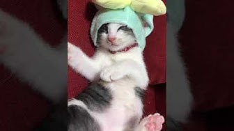 猫かぶりもの Youtube 猫かぶりもの Youtube