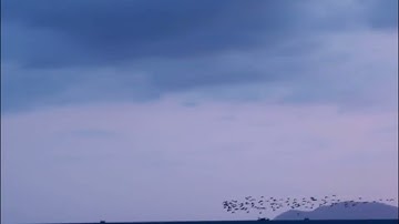 سورة الفجر الشيخ ناصر القطامي