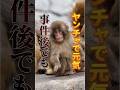 とっても元気で、まさかのまさかの大ジャンプ⁉#がんばれパンチ #monkey #パンチくん #市川市動植物園