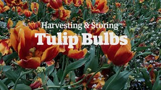 Harvesting and Storing Tulip Bulbs