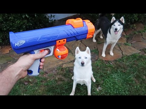 nerf-dog-tennis-ball-blaster