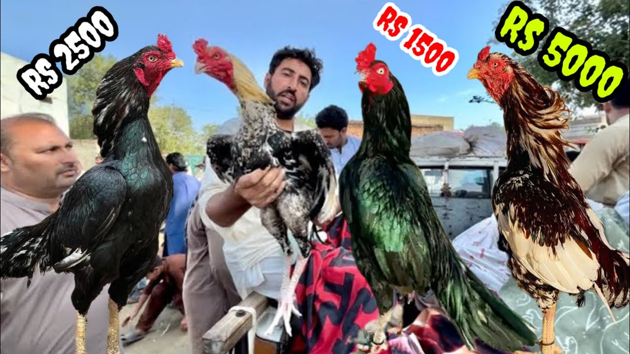 Haripur mandi ma sasty murgon ki sale lag gayi|Cheap rates|cheapest market