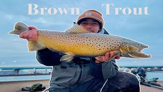 Lake Michigan Brown Trout  How to Catch More TROLLING