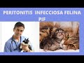 PERITONITIS INFECCIOSA FELINA/PIF/ CORONAVIRUS FELINO