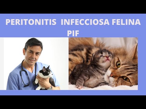 Vídeo: Infecció Pel Virus Intestinal (reovirus) En Gats