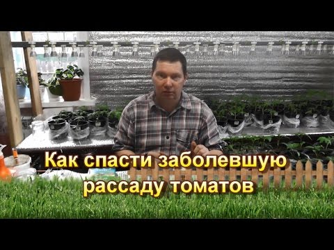 Как спасти заболевшую рассаду томатов