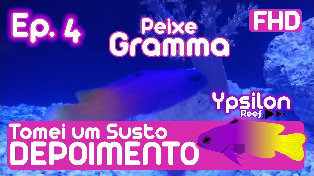 GRAMMA BRASILIENSIS / GRAMMA LORETO - Tomei Um Susto! História Depois de Adquirir.