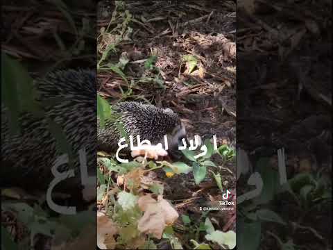 استكشف متعة العائلة في مرافق قبيلة أولاد أمطاع السياحية والمطاعم وسط الجبال والطبيعة الخلابة