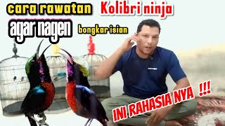 rahasia agar burung konin nagen bongkar isian di gantangan | cara perawatan konin lomba