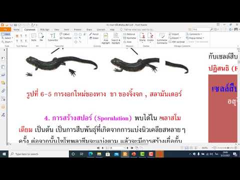 EP 01 การสืบพันธุ์แบบไม่อาศัยเพศของสัตว์
