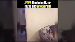 Hunde veräppeln !!!