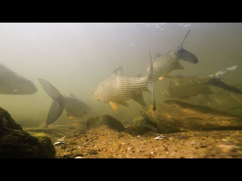 Video: ¿Son buenos para comer los sábalos?