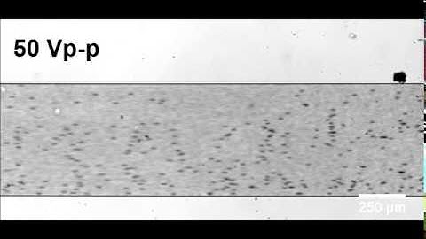 Acoustofluidic Pump Video 2