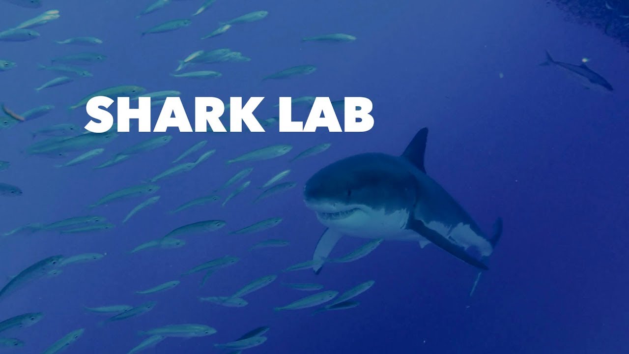 What happens when you put a Fitbit on a shark? - YouTube