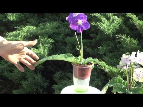 Vídeo: Streptocarpus Dimetris: Descripció De La Cria De DS-Smoke I DS-1290, DS-1755 I DS-1719, DS-Eternity I Altres Varietats
