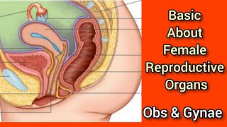 Female Reproductive organs / Female pelvic organs / Uterus / Vagina/ Urinary Bladder / rectum /