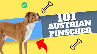 Unbelievable Facts about the Austrian Pinscher
