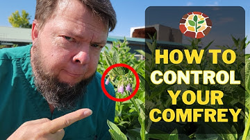 Finally! Control Your Comfrey Bed