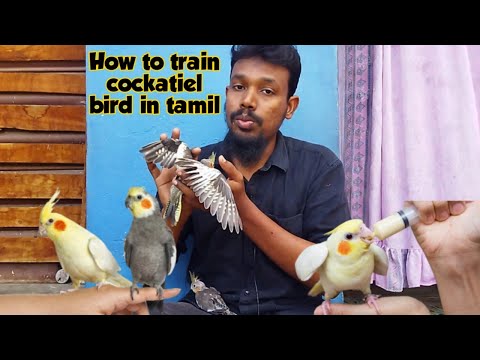 how to train cockatiel bird tamil|how to tame baby cockatiel