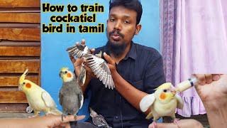 how to train cockatiel bird tamil|how to tame baby cockatiel