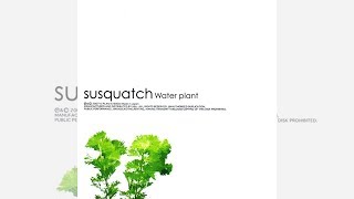 Album "Water plant", by Susquatch