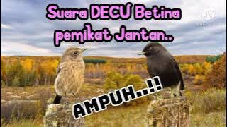 Kicau Burung | SUARA DECU BETINA PEMIKAT JANTAN, untuk suara pancingan..