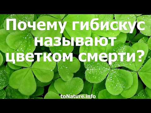 Почему гибискус называют цветком смерти?