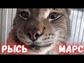 Ласковый Рысь Марс : кайфушник и проказник😸