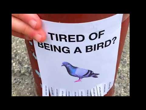 Tired Of Being A Bird Youtube