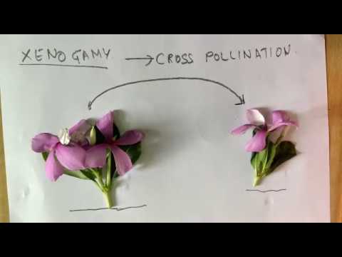 Video: Jak se liší geitonogamie od xenogamie u rostlin?