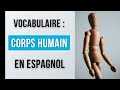 Le corps humain en espagnol  vocabulaire espagnol