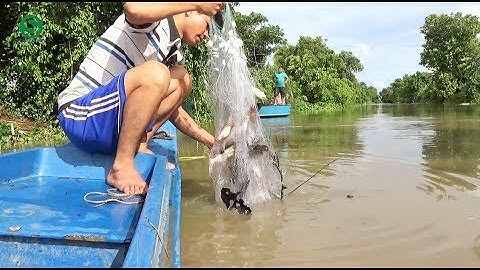 Giăng lưới bắt cá sông | Dính cá vồ đém | Fishing net catch river | Sắc Màu VN