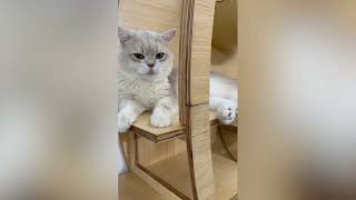 Happy Cat Moments, Soft Paws, A Relaxing Day of Playtime, Cuddles, and Little Joys Together Now 💖😽 screenshot 2