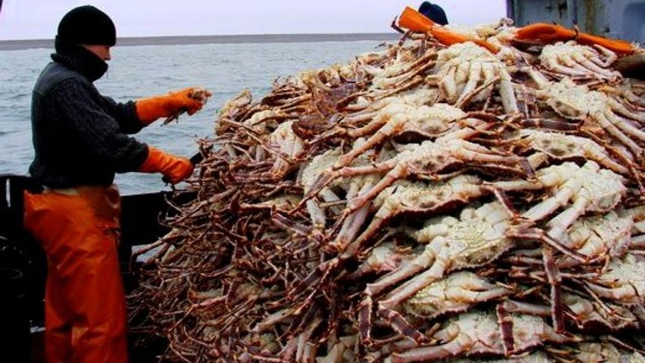 Awesome Big King Crab Fishing on The Sea - Catching And Processing