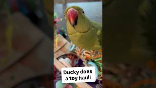 So many toys! #talkingbird #talkingparrot #cuteanimals #funnyanimals #haul #babyanimals #birb #bird