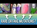 Are these Rare or Fake Budgie Mutations ? -  MythBuster