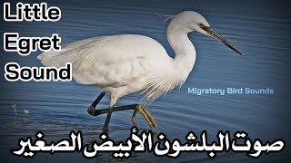 صوت البلشون الأبيض الصغير  (المصفق) || Little Egret Sound