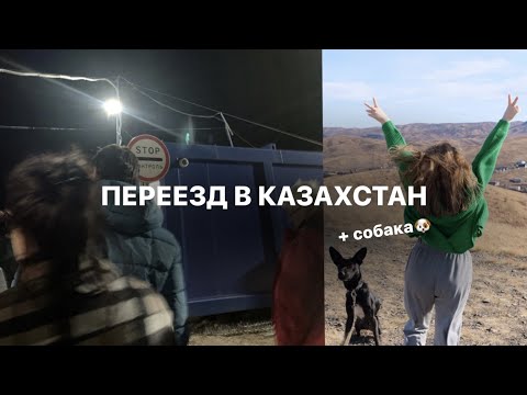 Видео: Дорога домой: переезд с домашним животным