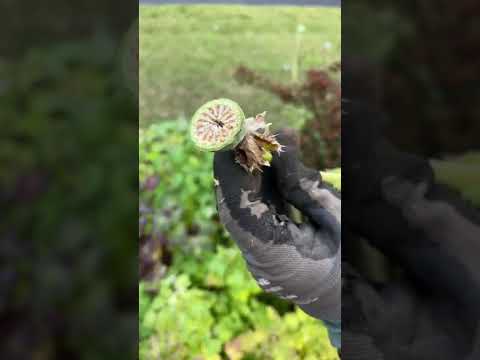 Oriental Poppy Seeds Shorts