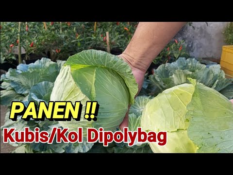 Video: Cara Memetik Kubis Dalam Balang