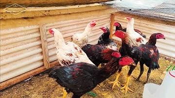 pab phooj ywg pub nws cov qaib | tu qaib nyob sab qaum teb| ไก่ชน | Pakoi | Ganoi | Shamo | Aseel |