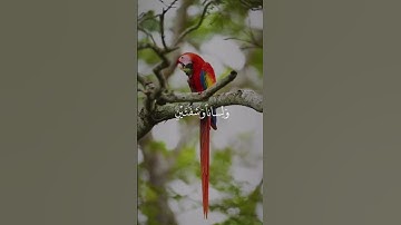 لن تجد الهدوء والسكينة إلا بكتاب الله                 تلاوة بصوت الشيخ أبو علاء الراقي