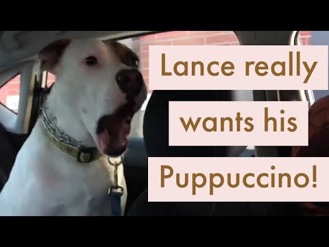 Lance really wants his puppuccino! | Lancelot the American Bulldog!