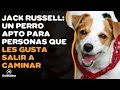9 COSAS que debes SABER sobre el JACK RUSSELL TERRIER の動画、YouTube動画。