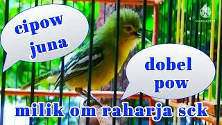 cipow juna dobel pow milik om raharja sck
