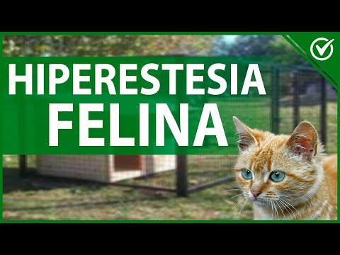 🐱 ¿Qué es la Hiperestesia Felina? - Causas y Tratamiento Natural 🐱👀