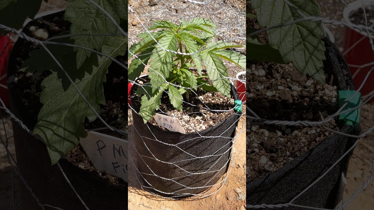 Outdoor grow 2021 NorCal